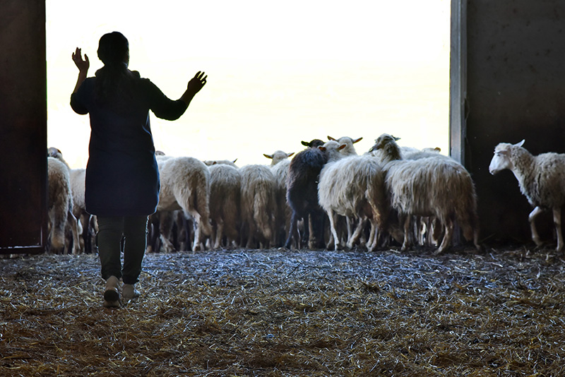 Angela Saba's cheeses close to Domus Socolatae